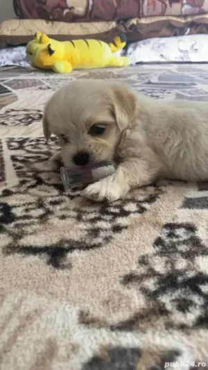 bichoni de vanzare