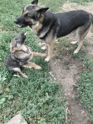 vând ciobănesc german - imagine 2