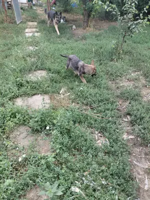 vând ciobănesc german - imagine 4