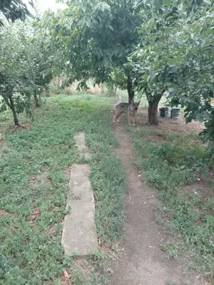 vând ciobănesc german - imagine 5