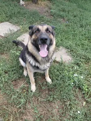 vând ciobănesc german - imagine 3