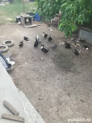 vand la schimb cu animale  - imagine 2