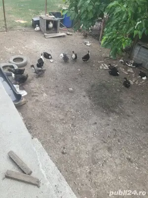 vand la schimb cu animale  - imagine 3