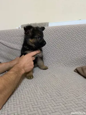 Căței ciobănesc german  - imagine 3