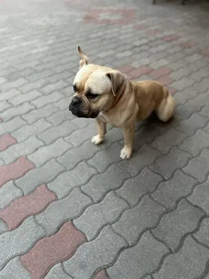 American Buly de vânzare 