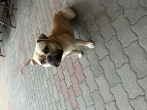 American Buly de vânzare  - imagine 5