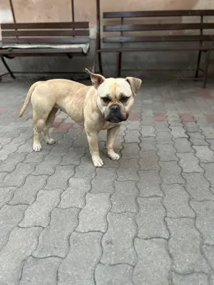 American Buly de vânzare  - imagine 3