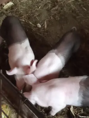 Purcei rasă bazna  - imagine 2 Purcei rasă bazna  - imagine 2