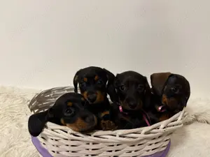 Cățeluși Teckel De Vânzare - imagine 4