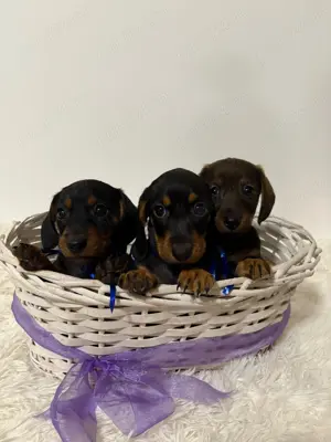 Cățeluși Teckel De Vânzare - imagine 2