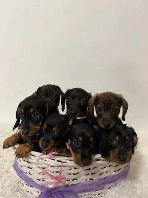 Cățeluși Teckel De Vânzare - imagine 3