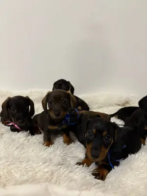 Cățeluși Teckel De Vânzare