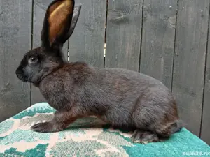 Femele fluture german! - imagine 2 Femele fluture german! - imagine 2