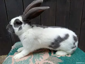 Femele fluture german! - imagine 3 Femele fluture german! - imagine 3