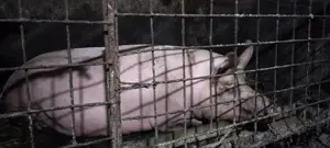 Scroafa gestanta de vânzare 