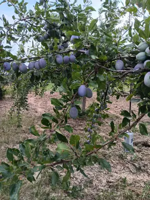 Vand tuica si palinca - imagine 3