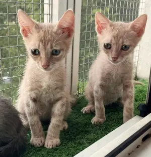 Metisi British Shorthair pui, gratuit  - imagine 2