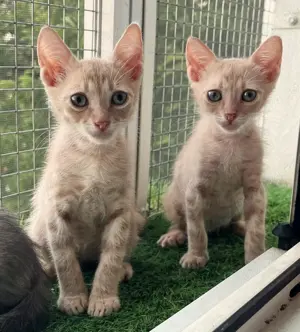 Metisi British Shorthair pui, gratuit  - imagine 3