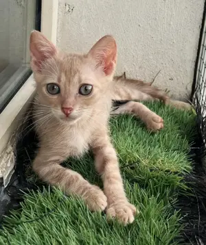 Metisi British Shorthair pui, gratuit  - imagine 5