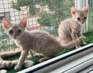 Metisi British Shorthair pui, gratuit  - imagine 4