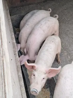 Purcei de vanzare 20  25kg