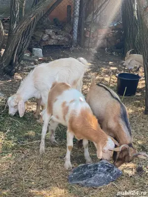 3 iezi de vanzare  - imagine 2 3 iezi de vanzare  - imagine 2