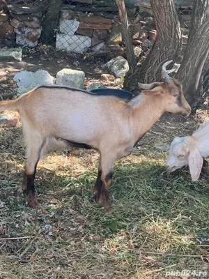 3 iezi de vanzare  - imagine 4 3 iezi de vanzare  - imagine 4