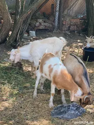 3 iezi de vanzare  - imagine 3 3 iezi de vanzare  - imagine 3