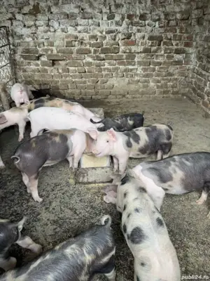 Purcei Porci de vanzare 