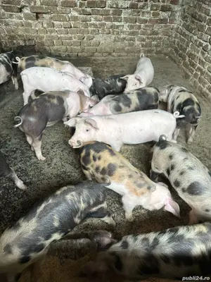 Purcei Porci de vanzare  - imagine 2 Purcei Porci de vanzare  - imagine 2