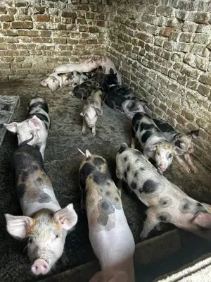 Purcei Porci de vanzare  - imagine 3 Purcei Porci de vanzare  - imagine 3