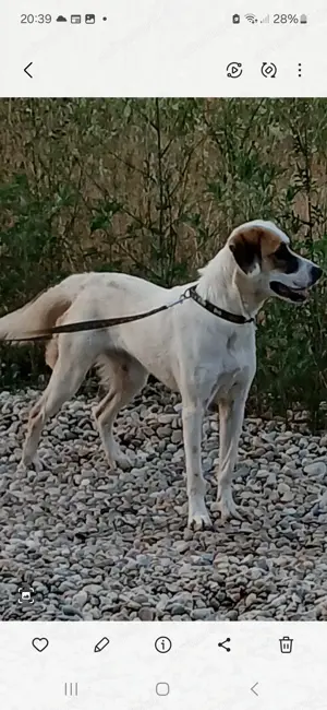 Donez caine metis în vârstă de 1 an și 4 luni