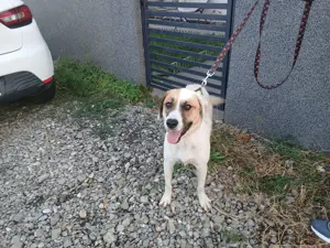 Donez caine metis în vârstă de 1 an și 4 luni - imagine 2