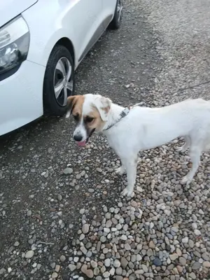 Donez caine metis în vârstă de 1 an și 4 luni - imagine 3