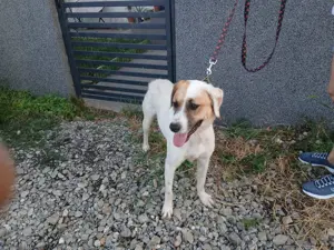 Donez caine metis în vârstă de 1 an și 4 luni - imagine 5