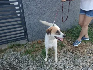 Donez caine metis în vârstă de 1 an și 4 luni - imagine 4