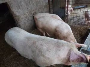 Porci albi rasa de carne crescuti natural - imagine 3 Porci albi rasa de carne crescuti natural - imagine 3