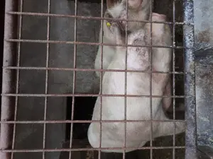 Porci albi rasa de carne crescuti natural - imagine 4 Porci albi rasa de carne crescuti natural - imagine 4