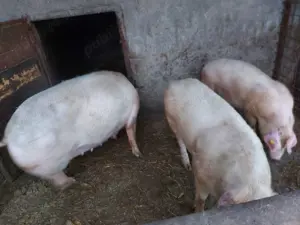 Porci albi rasa de carne crescuti natural