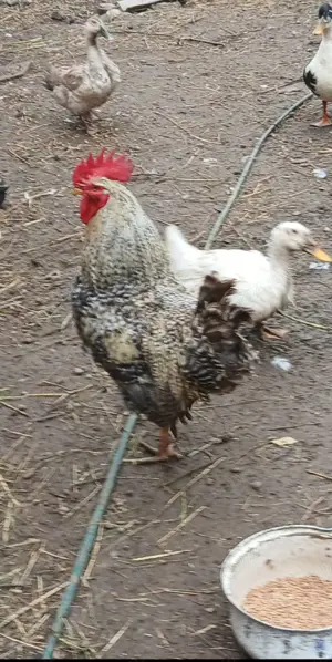 Cocos rasa bun de samamta