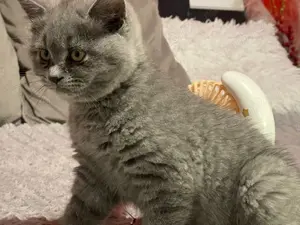 Pisicuțe British Shorthair