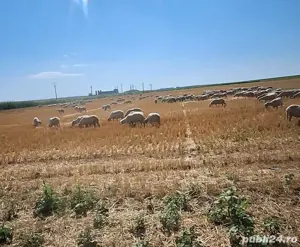 Vand oi tinere de ținut sau de sacrificat!Dau si la bucata! - imagine 2