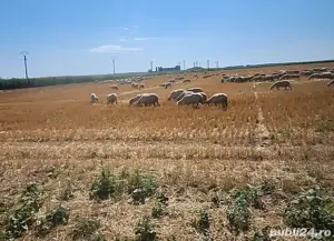 Vand oi tinere de ținut sau de sacrificat!Dau si la bucata!