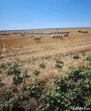 Vand oi tinere de ținut sau de sacrificat!Dau si la bucata! - imagine 3