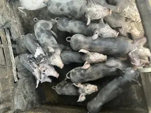 Purcei-diverse mărimi Balteni Olt