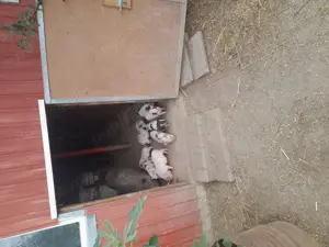 Vând purcei vietnamezi