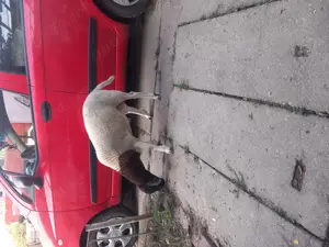 Vand berbec dorper - imagine 3