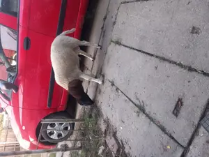 Vand berbec dorper - imagine 2