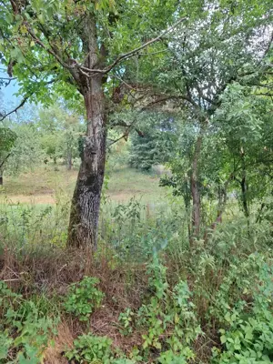 Teren de vânzare 990mp în Barzava, județul Arad - imagine 6