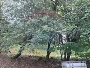 Teren de vânzare 990mp în Barzava, județul Arad - imagine 5